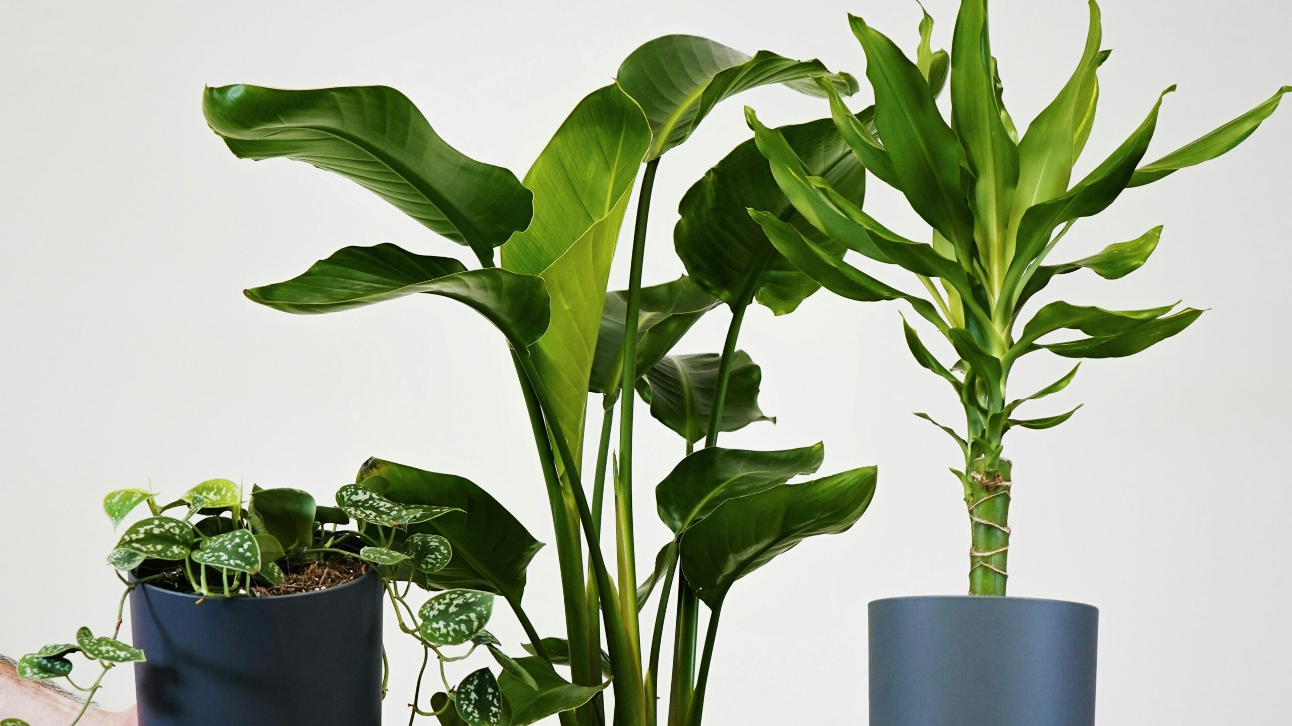 複数の観葉植物の写真