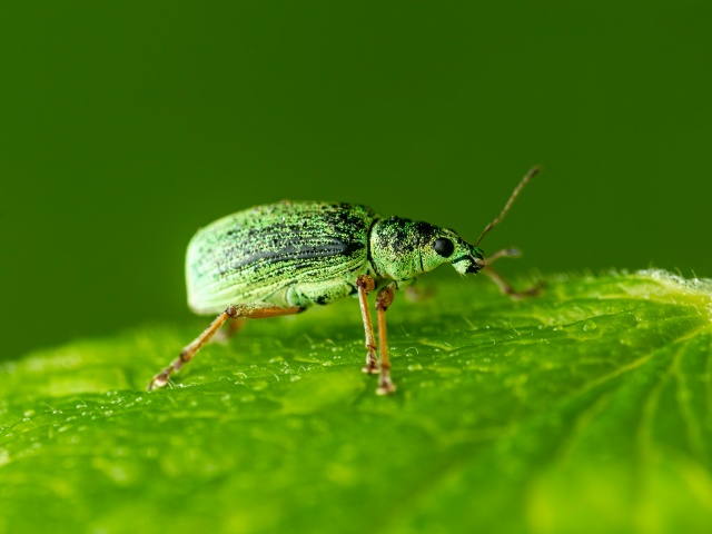 害虫の画像